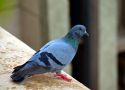 protéger son balcon des pigeons